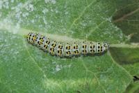 Cucullia verbasci