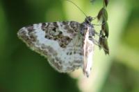 Epirrhoe alternata