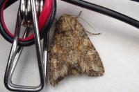 Apamea anceps