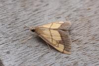 Evergestis limbata