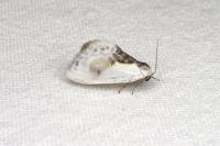 Cilix glaucata