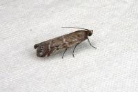 Delplanqueia dilutella/inscriptella