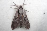 Hyloicus pinastri/maurorum