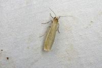 Indalia pygmaeola pallifrons
