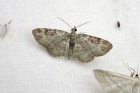 Pasiphila rectangulata