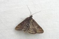 Pyrausta despicata