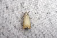 Chrysoteuchia culmella