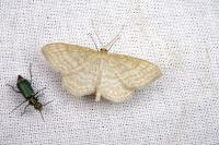 Idaea macilentaria