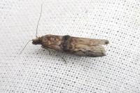 Nephopterix angustella