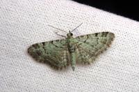Pasiphila rectangulata