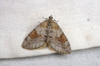 Thera obeliscata