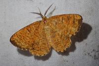 Angerona prunaria