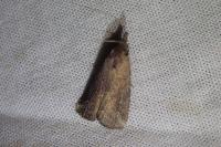 Schrankia costaestrigalis