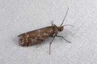 Delplanqueia dilutella/inscriptella
