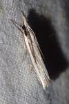Angustalius malacellus
