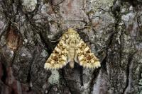 Hadena irregularis