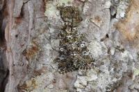 Hadena magnolii