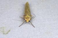 Indalia pygmaeola pallifrons