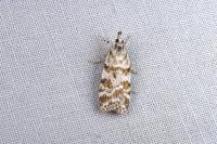 Scoparia pyralella