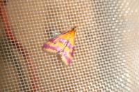 Pyrausta sanguinalis