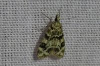 Eudonia delunella