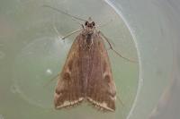 Loxostege sticticalis