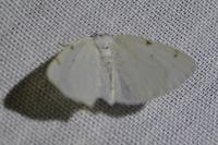 Lomographa bimaculata