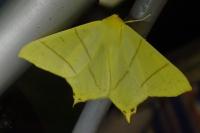 Ourapteryx sambucaria