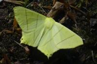 Ourapteryx sambucaria