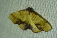 Plagodis dolabraria