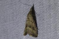 Schrankia taenialis