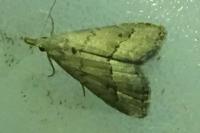 Schrankia taenialis