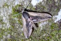 Sphinx ligustri