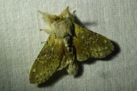 Stauropus fagi