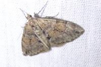 Thera britannica/variata