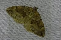 Thera britannica/variata