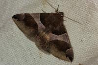 Dysgonia algira