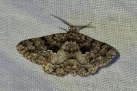 Peribatodes ilicaria ilicaria