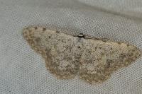 Scopula marginepunctata