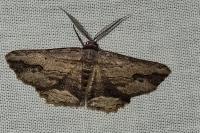 Menophra abruptaria