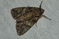 Polyphaenis sericata