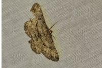 Peribatodes rhomboidaria rhomboidaria