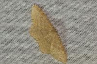 Idaea