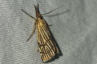 Chrysocramboides craterellus