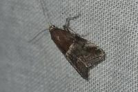 Acrobasis marmorea