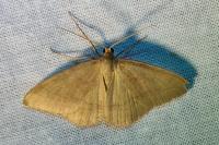 Rhodostrophia calabra