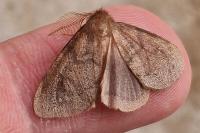 Ocneria rubea