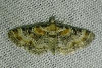 Eupithecia pulchellata