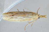 Ematheudes punctella