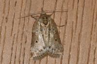 Nycteola revayana